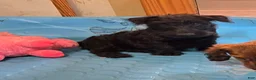 Scottish Terrier dogs for sale: Shelly - Ad 1