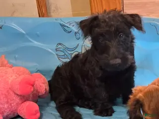 Scottish Terrier dogs Shelly - Ad 2