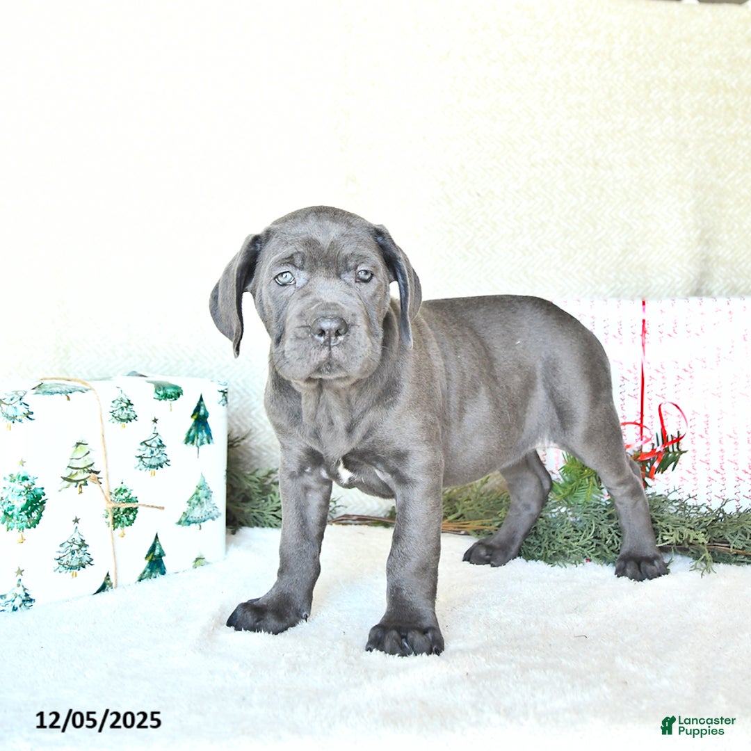 Cane Corso dogs for sale: Noel - Ad 2
