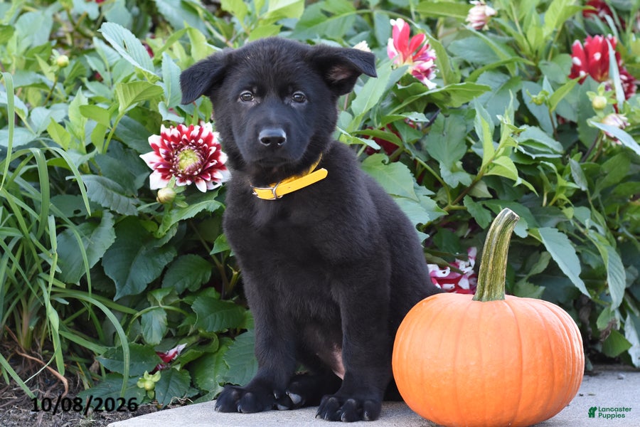 Tommy (German Shepherd, Male) in Catawissa, PA