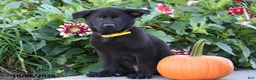 German Shepherd dogs for sale: Tommy - Ad 1