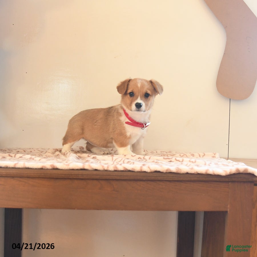 Welsh Corgi Pembroke dogs Haley - Ad 2