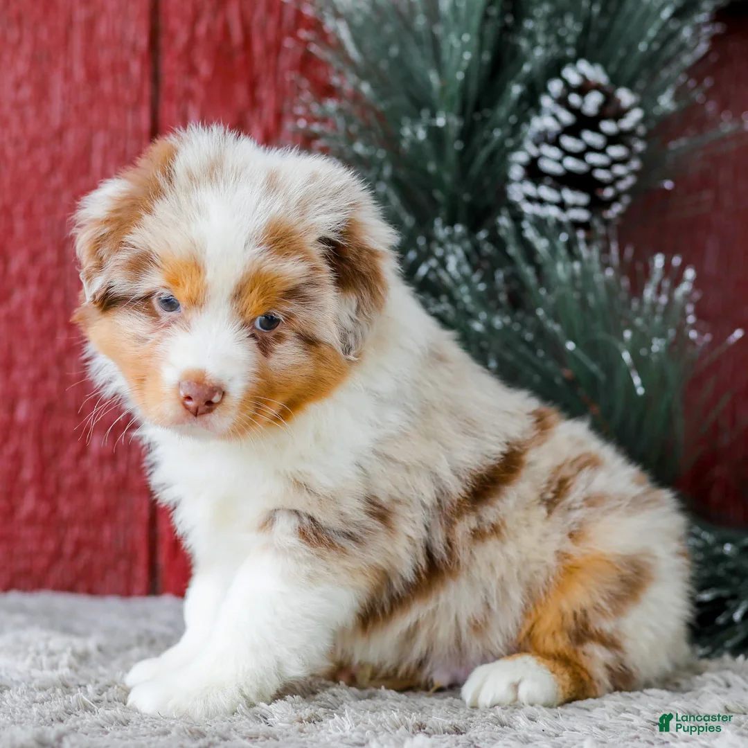 Miniature Australian Shepherd dogs for sale: Alex - Ad 6