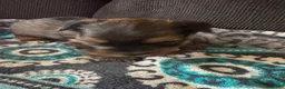 Yorkshire Terrier dogs for sale: Prince orange collar - Ad 6