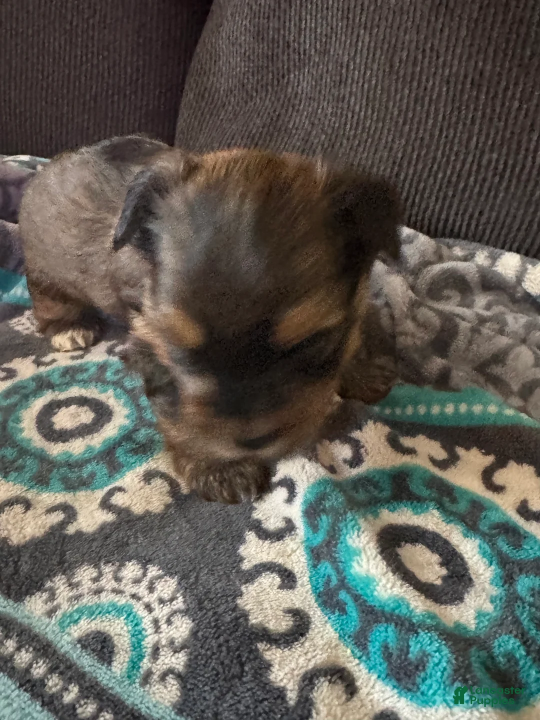 Yorkshire Terrier dogs for sale: Prince orange collar - Ad 6