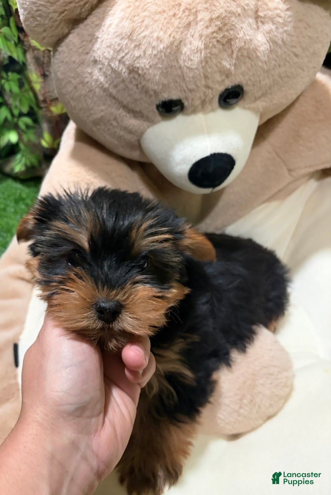 Yorkshire Terrier dogs for sale: NC - Ad 1