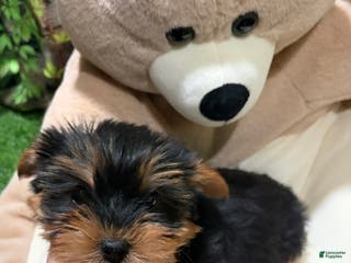 Yorkshire Terrier dogs NC - Ad 37