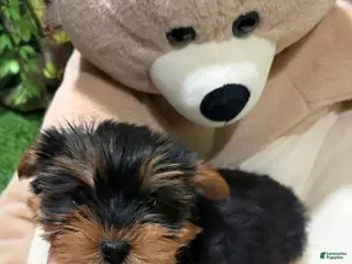 Yorkshire Terrier dogs NC - Ad 31