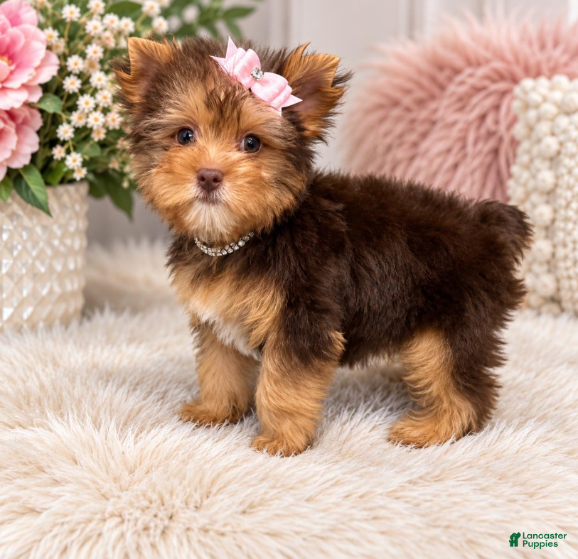Yorkshire Terrier dogs Miss Jill - Ad 1