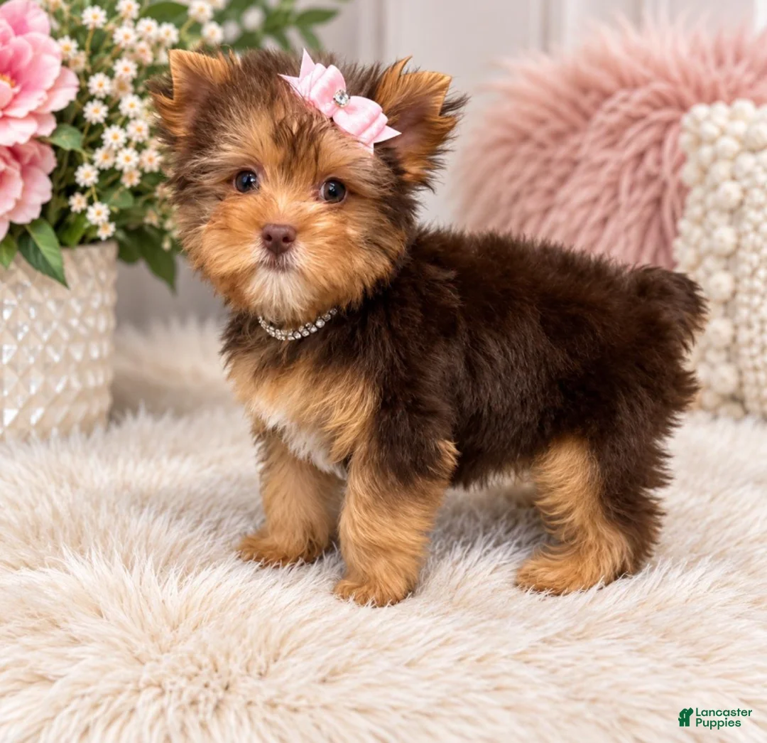 Yorkshire Terrier dogs for sale: Miss Jill - Ad 1