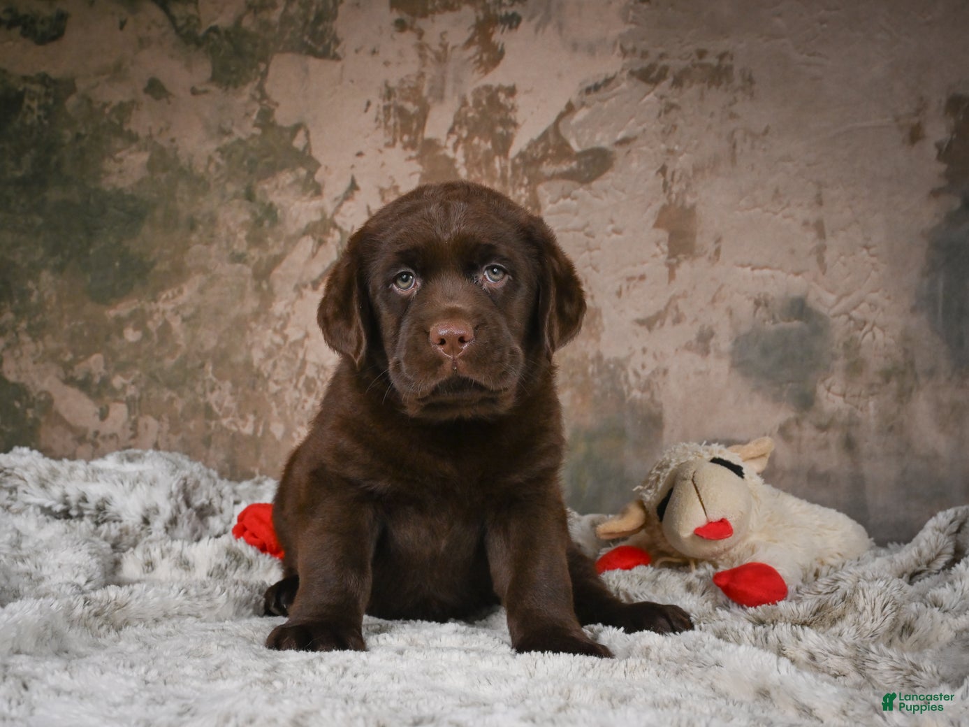 Labrador Retriever dogs for sale: Brooke - Ad 2