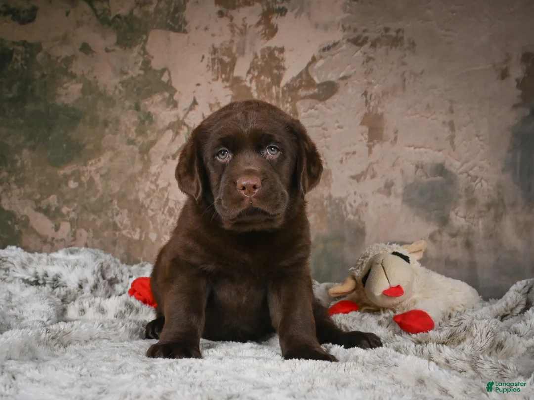 Labrador Retriever dogs for sale: Brooke - Ad 1