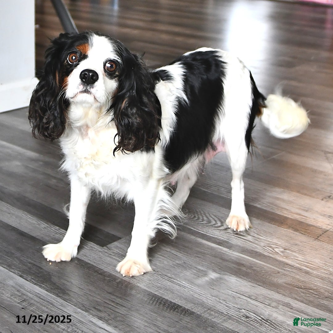Cavalier King Charles Spaniel dogs for sale: Addy - Ad 4