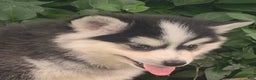 Alaskan Klee Kai dogs for sale: Tucker ~ Sweet Mini Husky - Ad 3