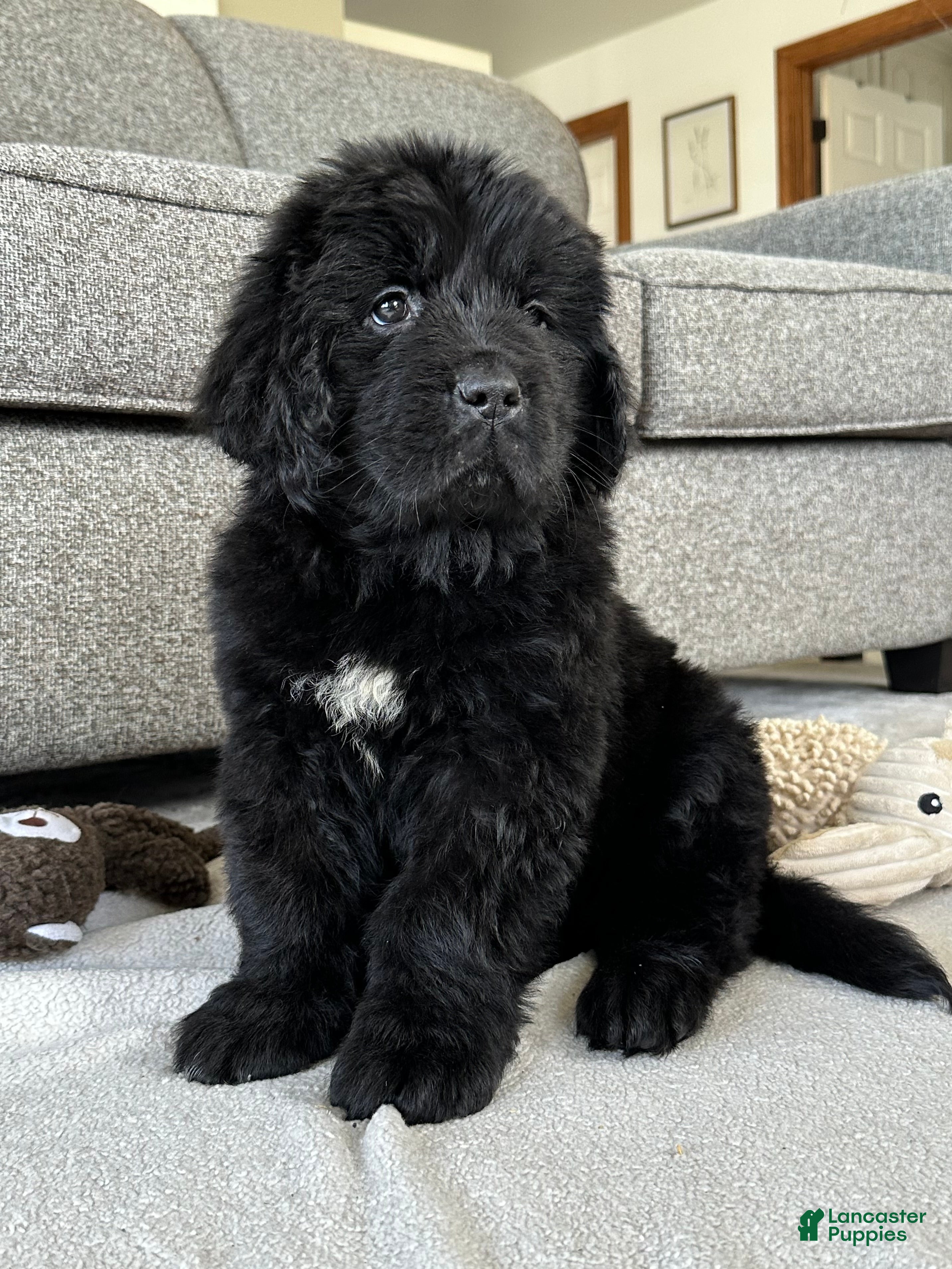 Newfoundland dogs AKC,OFA,CH, “ Lillie”  - Ad 1