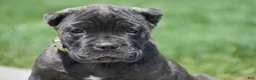 Cane Corso dogs for sale: Cooper - Ad 4