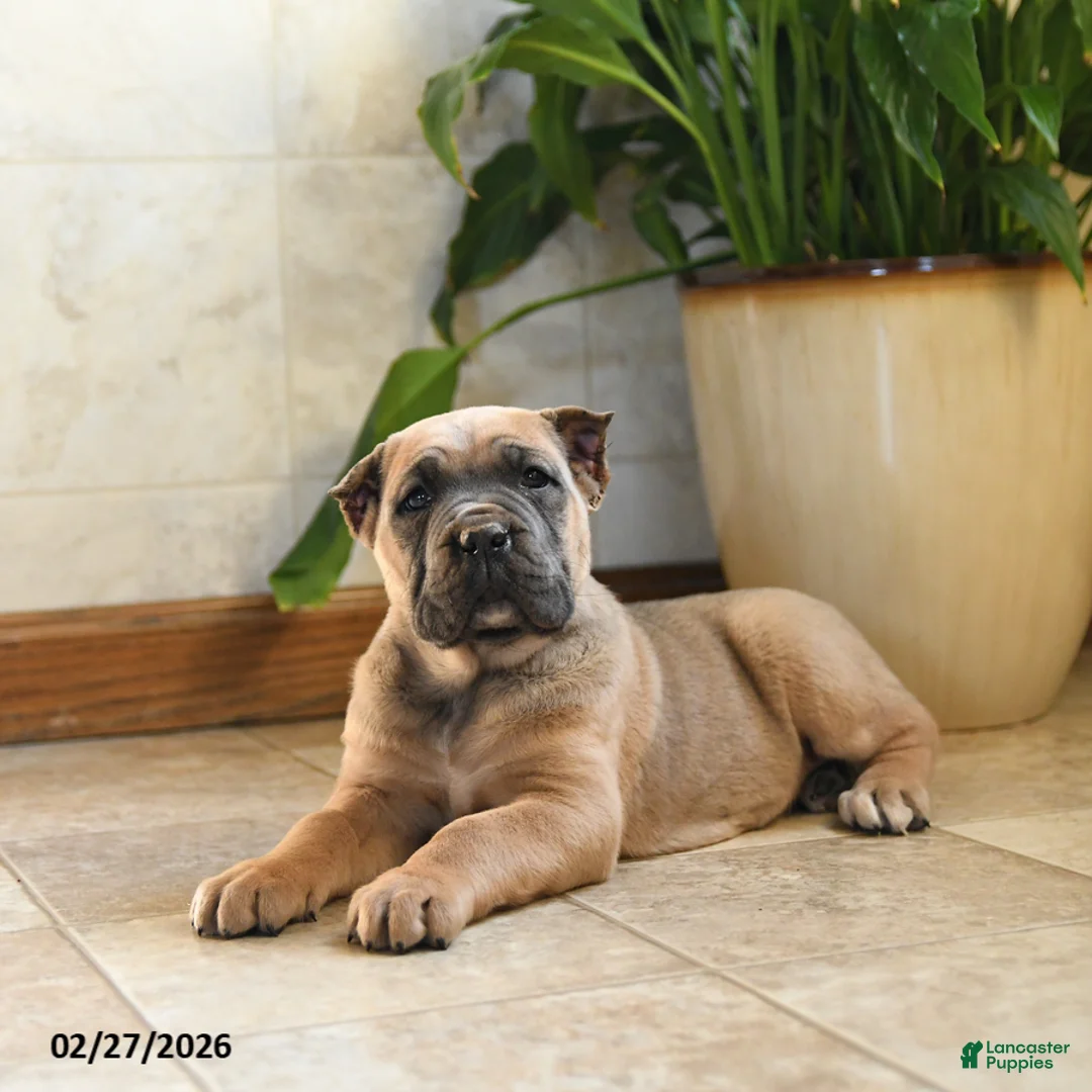 Cane Corso dogs for sale: Whisper - Ad 1