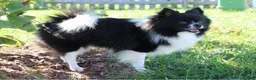 Pomsky dogs for sale: Clover - Ad 9