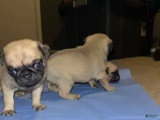 Pug dogs Pug Puppy 5 - Ad 22