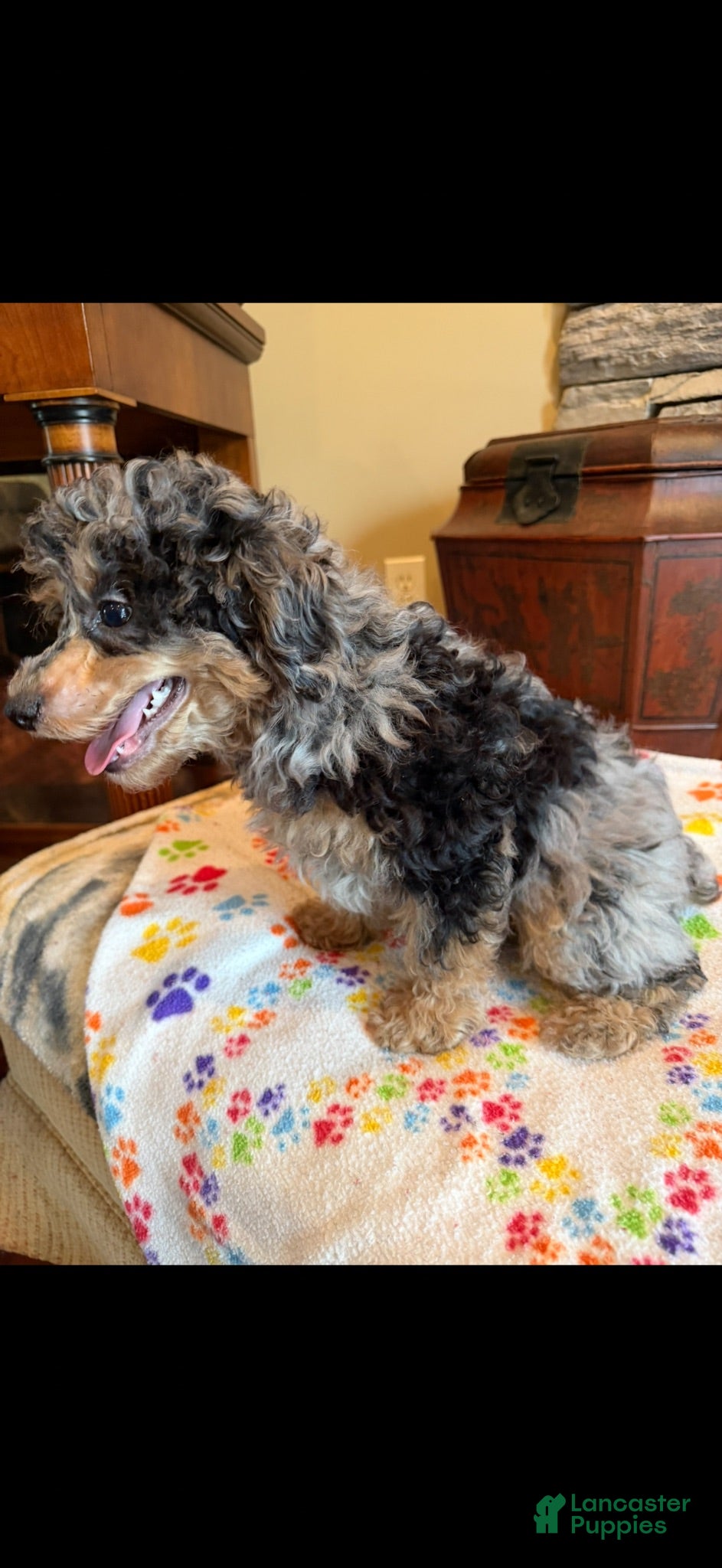 Miniature Poodle dogs Fabio - Ad 1