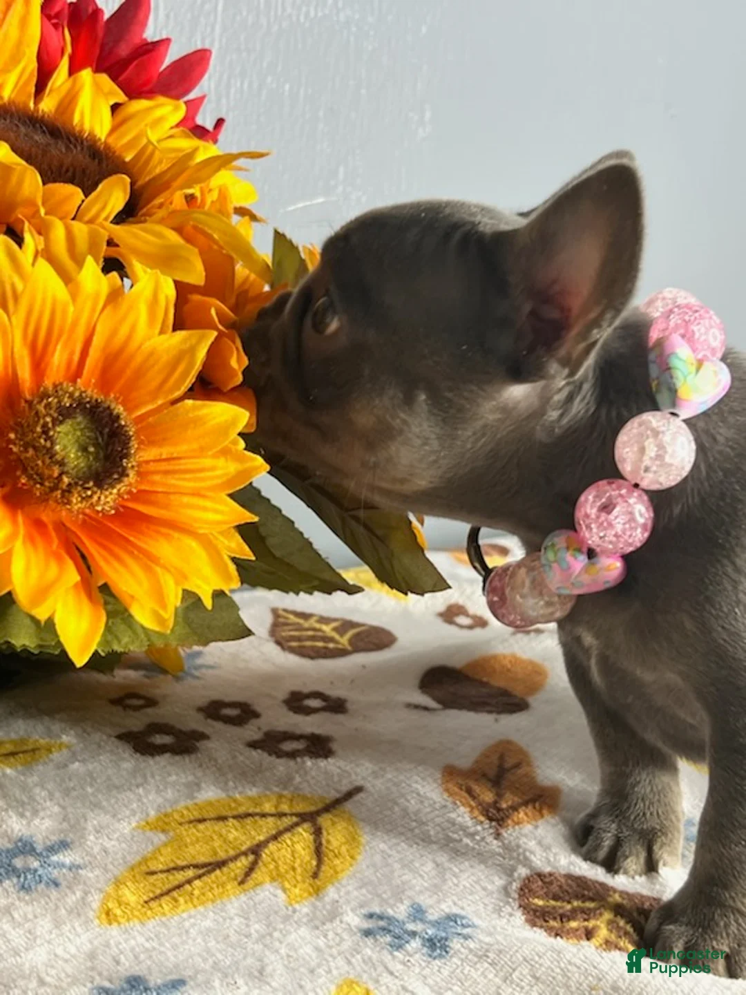 French Bulldog dogs for sale: Blue & Tan Girl - Ad 1