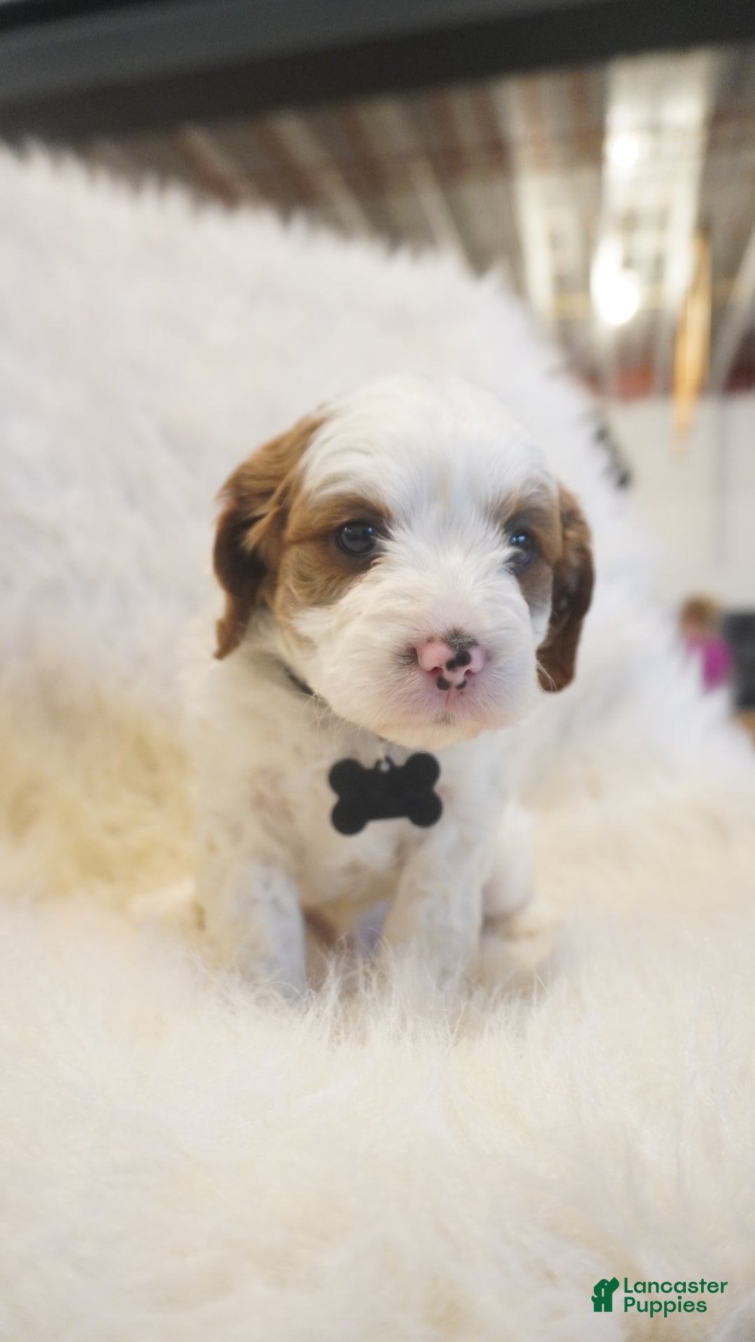 Cavapoo dogs for sale: Snowy  - Ad 11