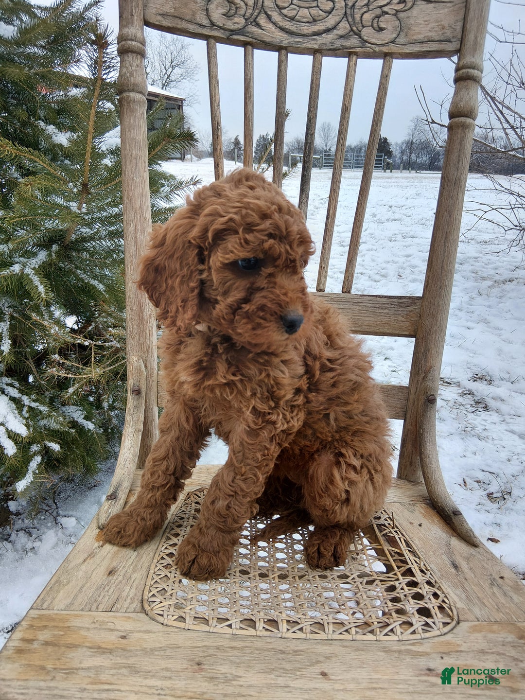 Irish Doodle dogs for sale: F1B Molly - Ad 3