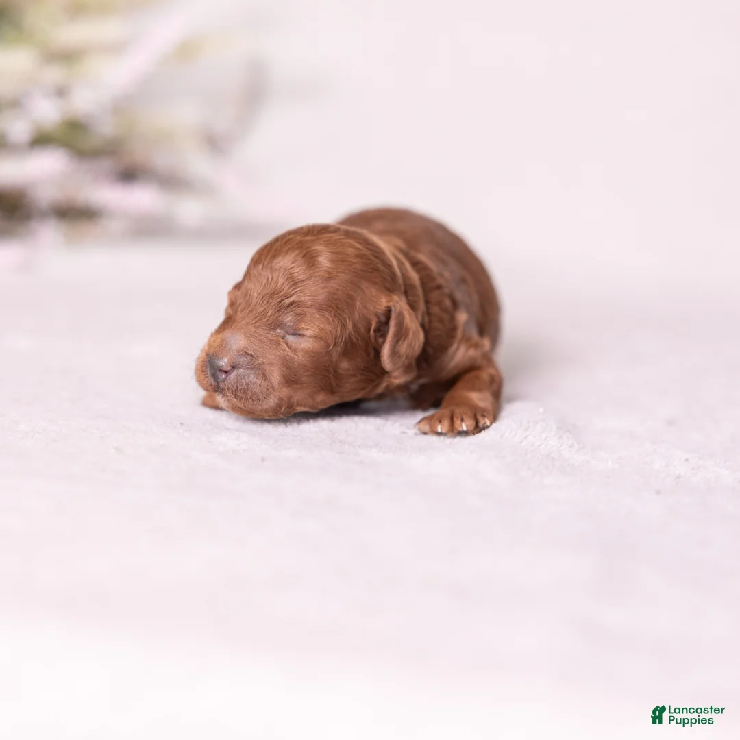 Miniature Poodle dogs for sale: Dexter - Ad 4