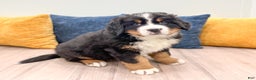 Bernese Mountain Dog dogs for sale: Rusty - Ad 3