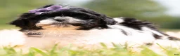 Shih Tzu dogs for sale: Zoa - Ad 3