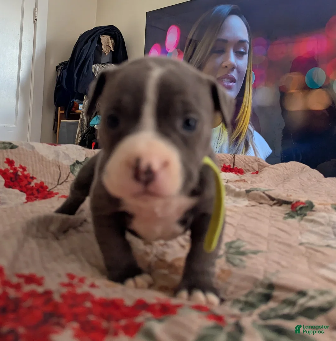 American Bully dogs for sale: American Bully Puppy 6 - Ad 9