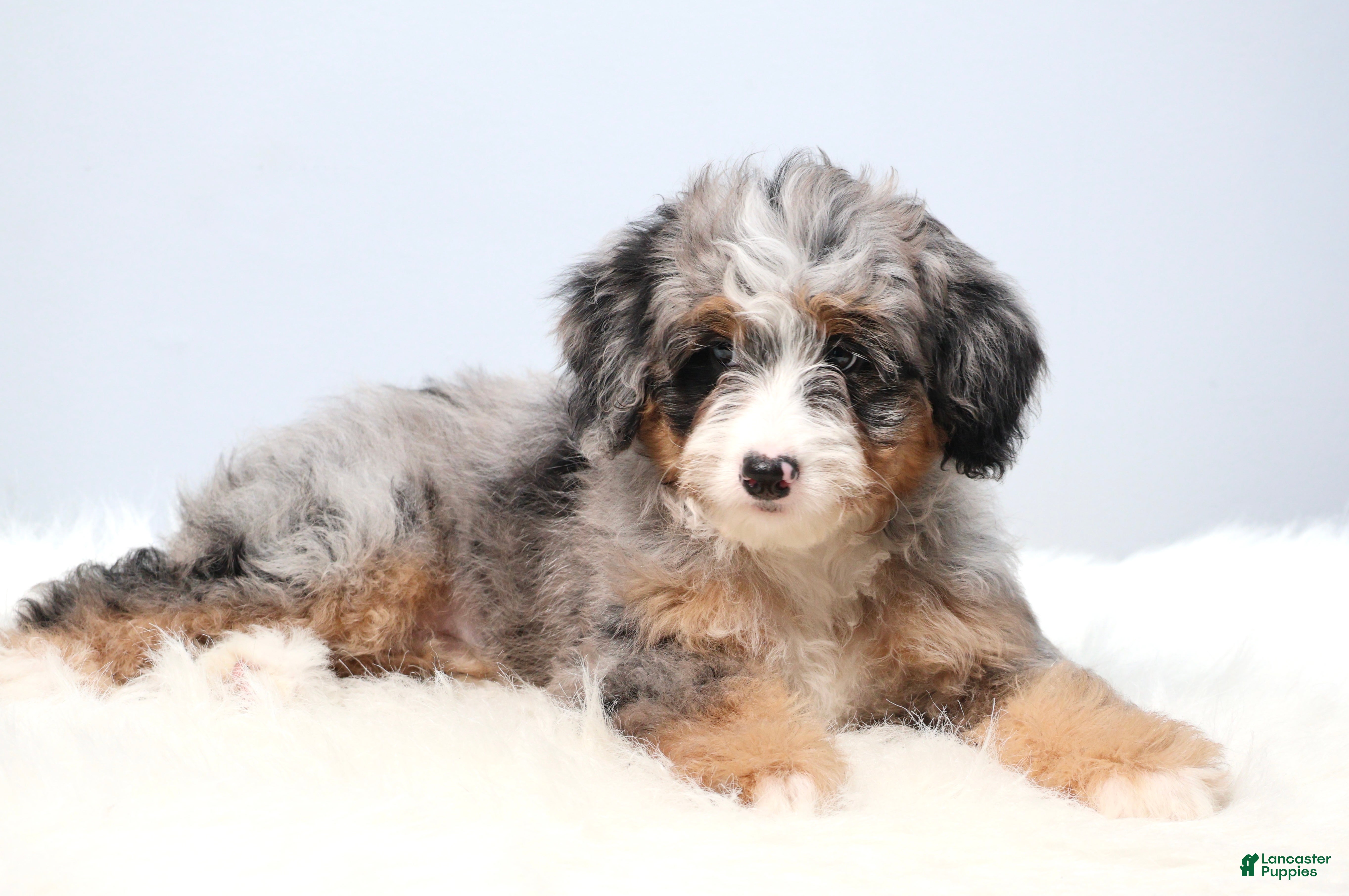 Mini Bernedoodle dogs Fern  - Ad 2