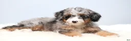 Mini Bernedoodle dogs for sale: Fern  - Ad 2