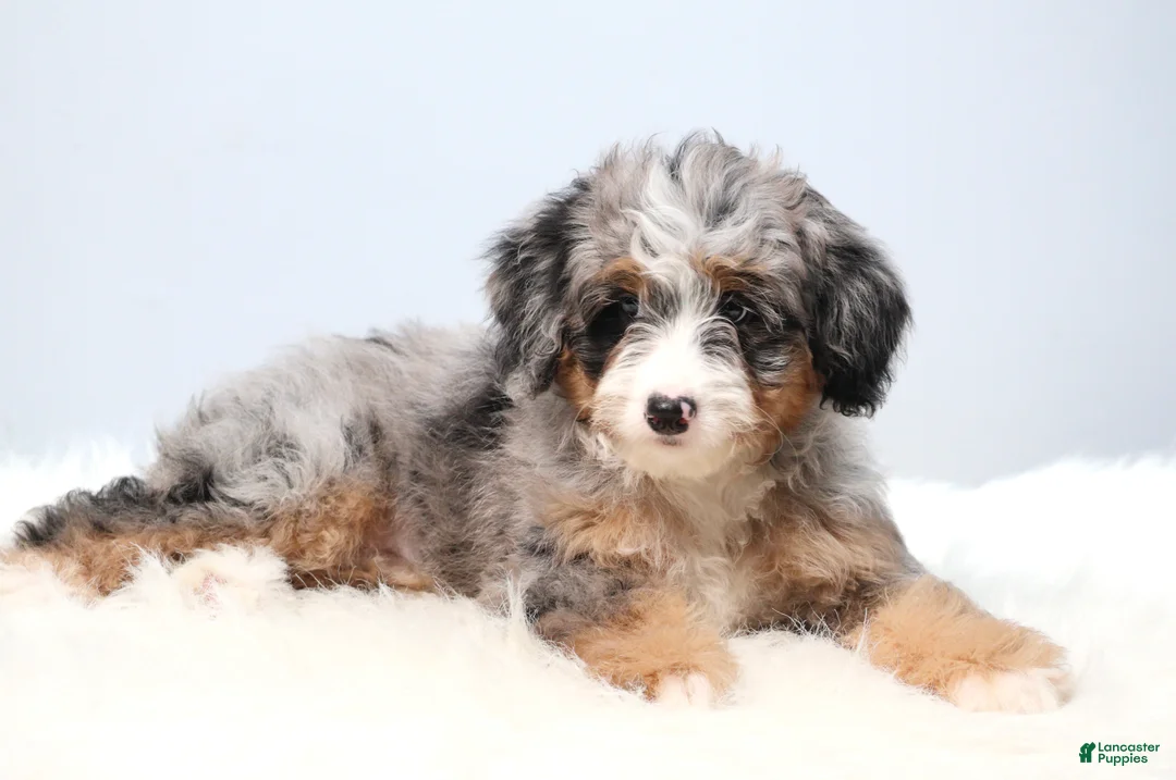Mini Bernedoodle dogs for sale: Fern  - Ad 2
