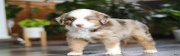 Miniature Australian Shepherd dogs for sale: Ferraro - Ad 4