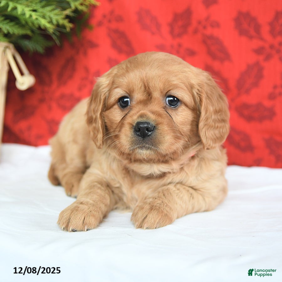 Miniature Golden Retriever dogs Merry - Ad 4