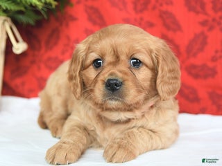 Miniature Golden Retriever dogs Merry - Ad 11