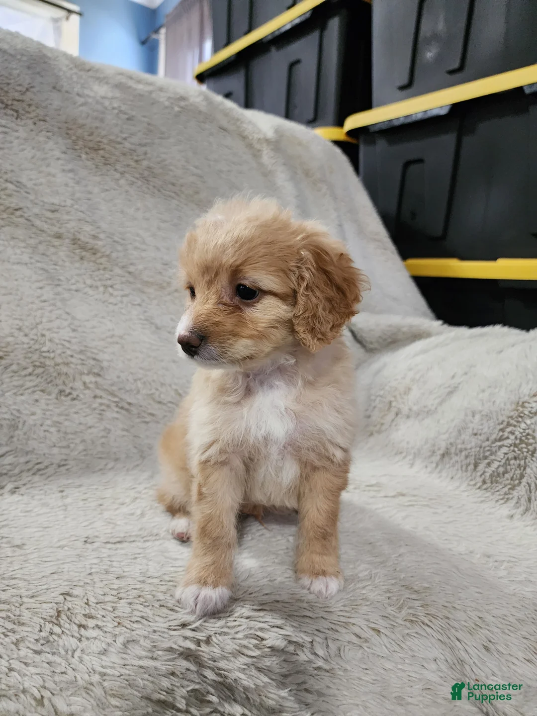 Pomapoo dogs for sale: Prince - Ad 2