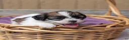 Teddy Bear dogs for sale: Cedar - Ad 6