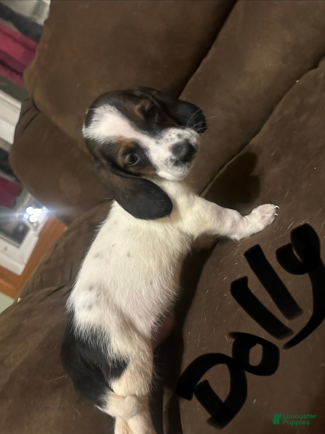 Basset Hound dogs for sale: Dolly  - Ad 3