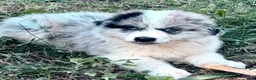 Mixed Breed dogs for sale: Mixed Breed 3 - Ad 9