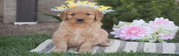 Golden Retriever dogs for sale: Matt - Ad 1