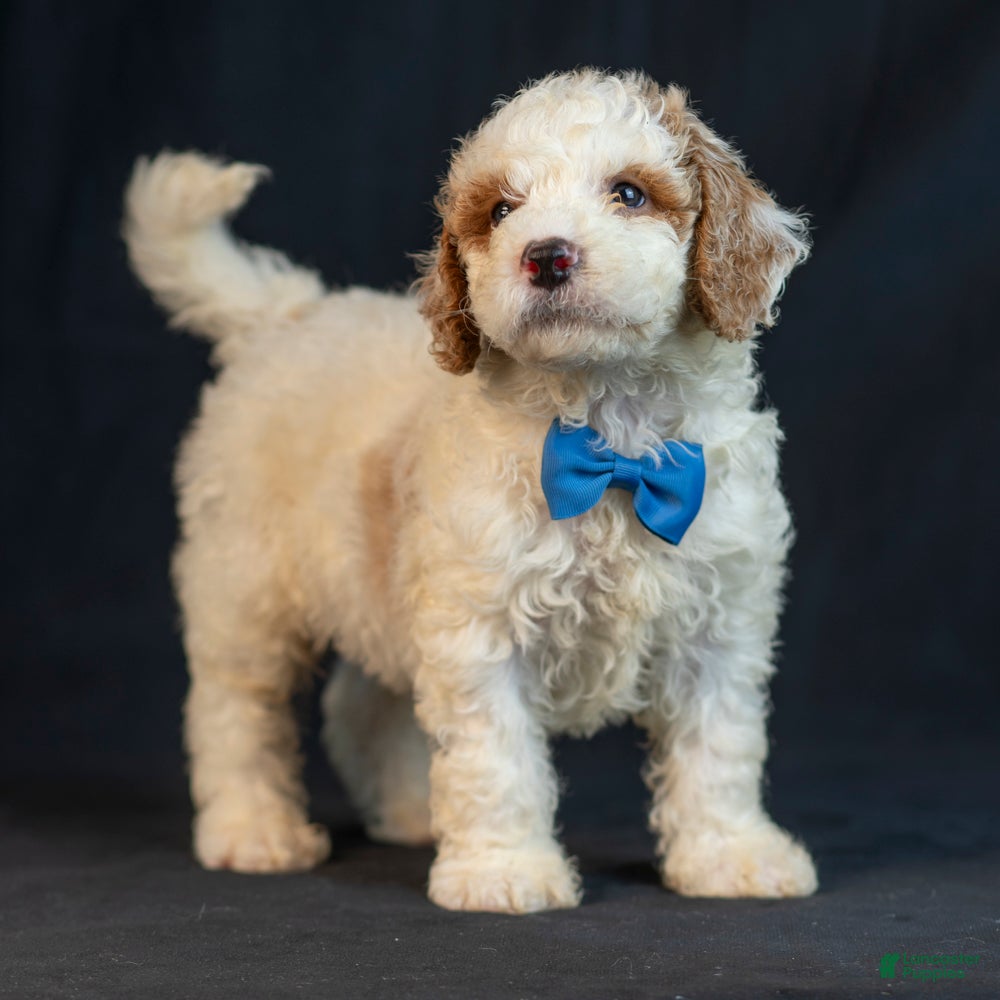 Mini Goldendoodle dogs Maverick - Ad 2