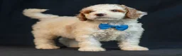 Mini Goldendoodle dogs for sale: Maverick - Ad 2