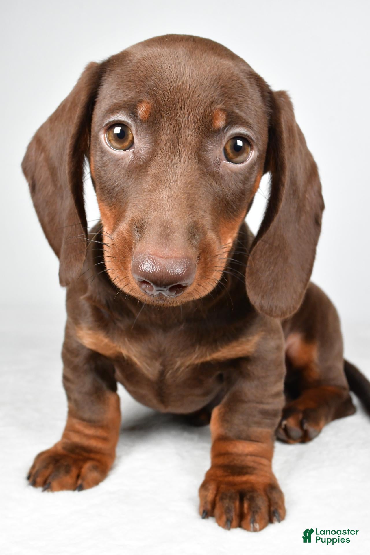 Dachshund dogs for sale: Ronnie - Ad 2