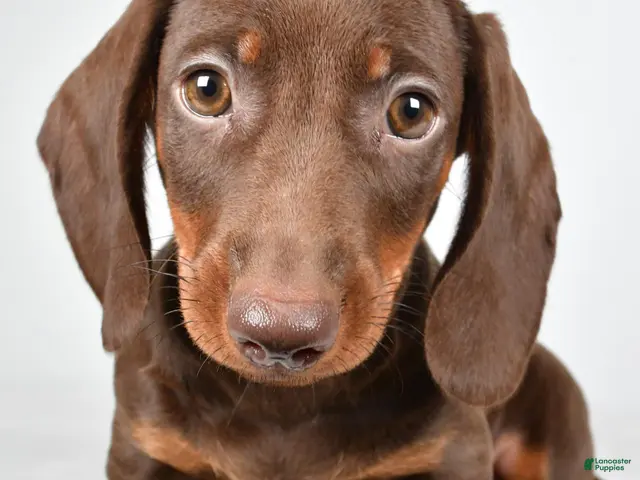 Dachshund dogs for sale: Ronnie - Ad 2