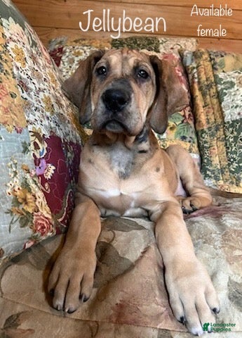 Great Dane dogs Jellybean - Ad 14