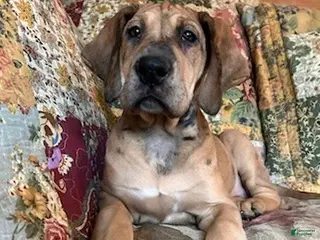 Great Dane dogs Jellybean - Ad 14