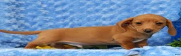 Miniature Dachshund dogs for sale: Wilson - Ad 4
