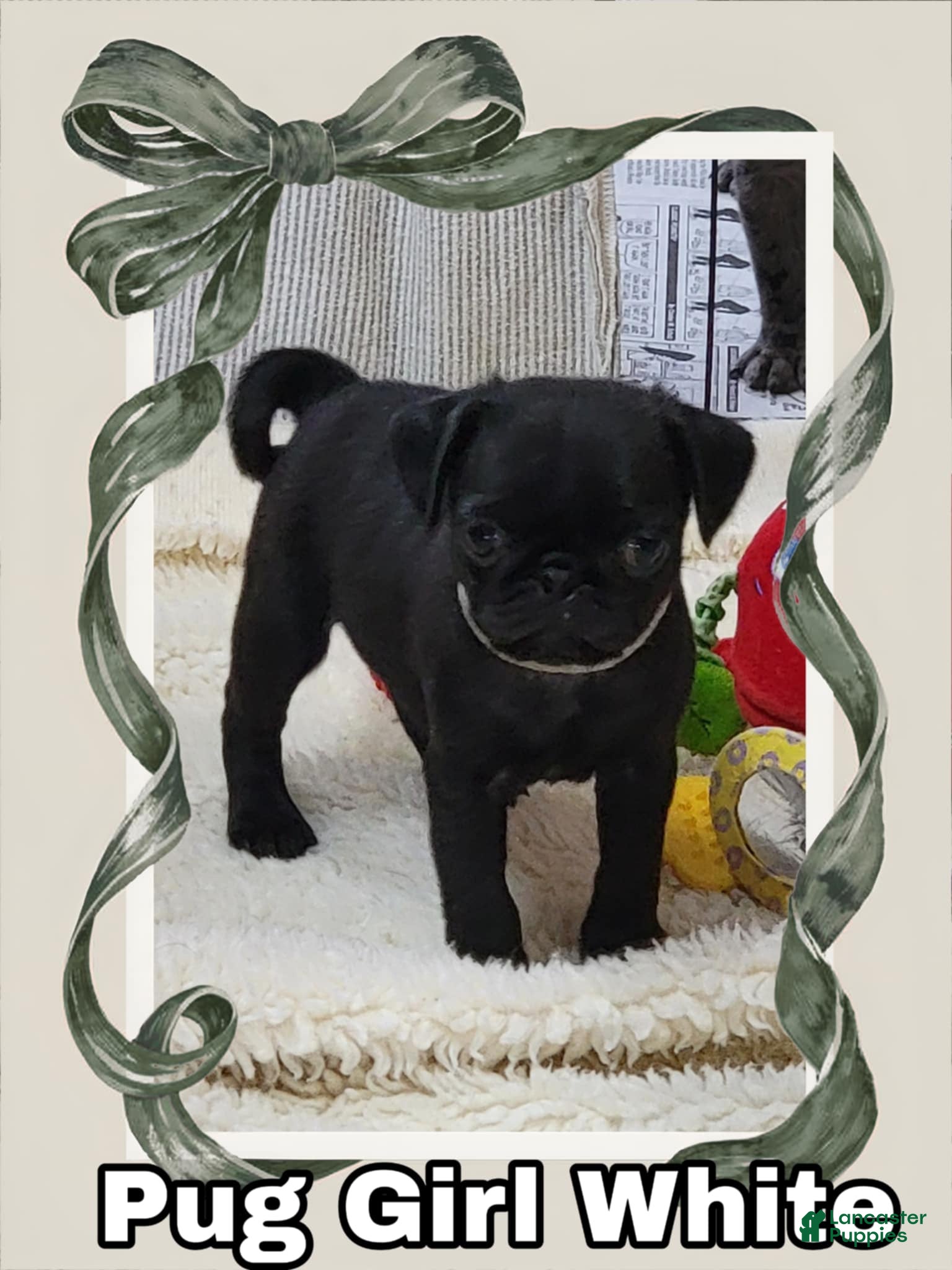 Pug dogs Pug Puppy Girl White - Ad 7